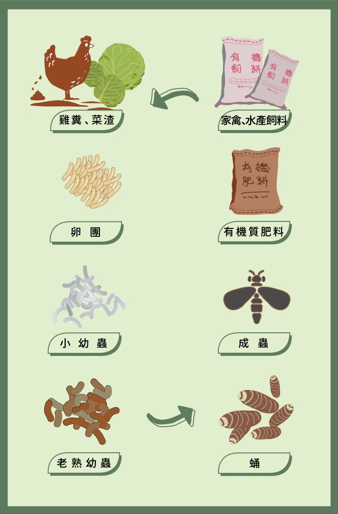 公司循環圖