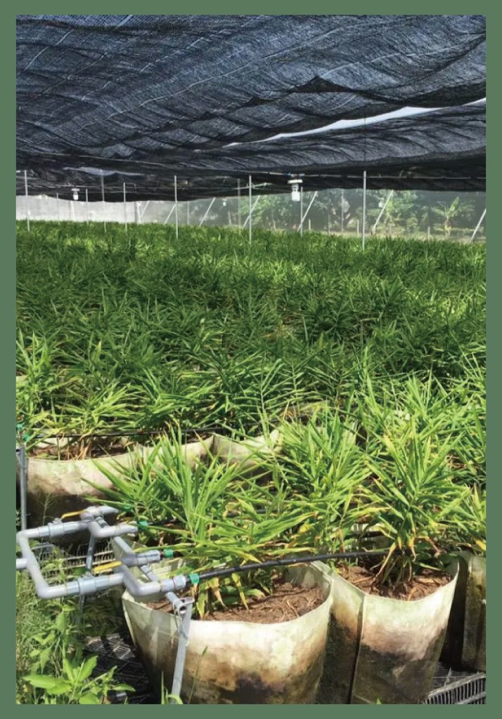 羽田農場成立