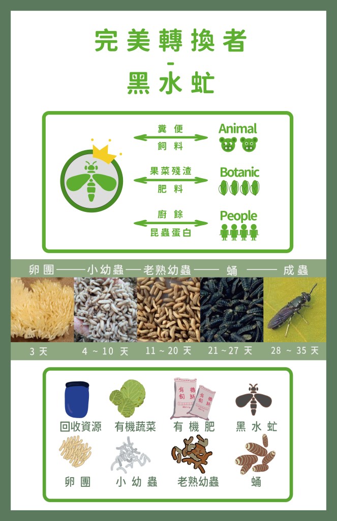 黑水虻介紹
