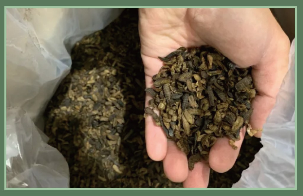 黑水虻飼料