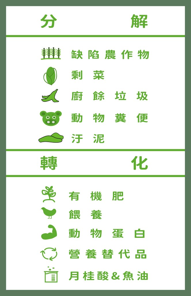 黑水虻的轉換
